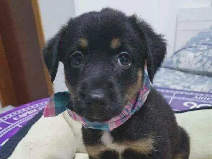 Cachorro raça SRD idade 2 a 6 meses nome Filhotes :)