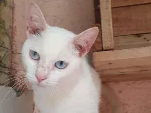 Gato raça SRD-ViraLata idade 7 a 11 meses nome PITER