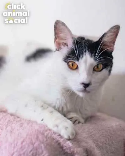 Gato ra a Sdr idade 7 a 11 meses nome Brad