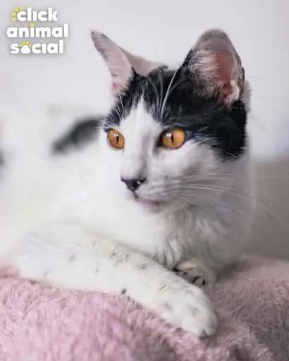 Gato ra a Sdr idade 7 a 11 meses nome Brad