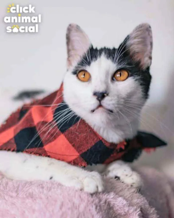Gato ra a Sdr idade 7 a 11 meses nome Brad