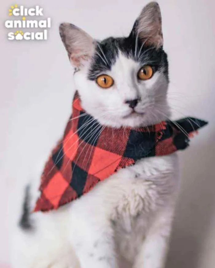 Gato ra a Sdr idade 7 a 11 meses nome Brad