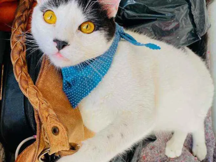 Gato ra a Sdr idade 7 a 11 meses nome Brad