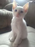 Gatinhos