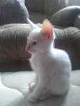 Gatinhos