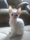 Gatinhos