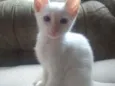 Gatinhos