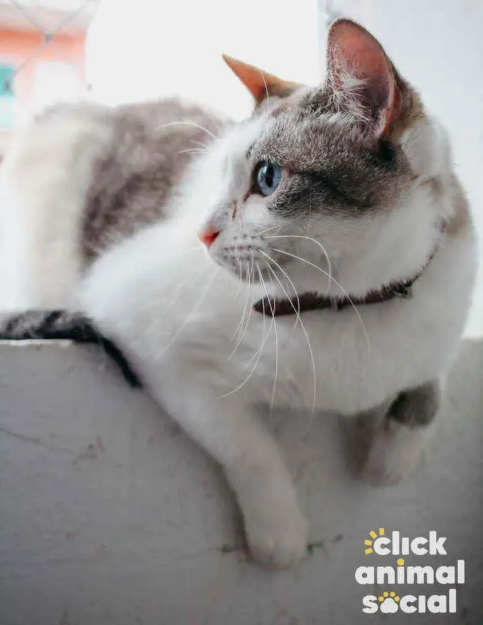 Gato ra a Srd idade 1 ano nome Cristal