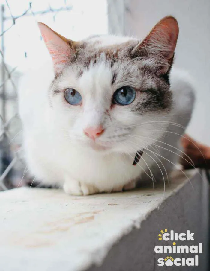 Gato ra a Srd idade 1 ano nome Cristal