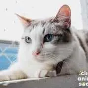 Gato ra a Srd idade 1 ano nome Cristal