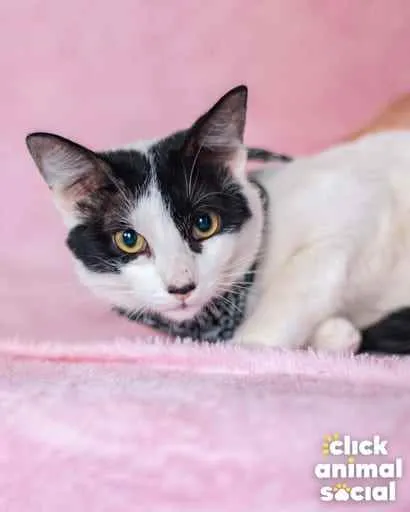Gato ra a Sdr idade 7 a 11 meses nome John 