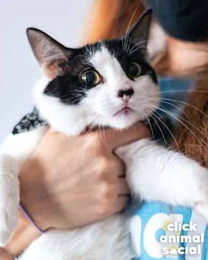 Gato ra a Sdr idade 7 a 11 meses nome John 