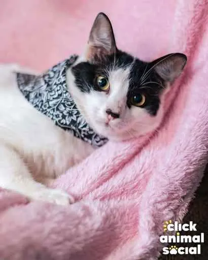 Gato ra a Sdr idade 7 a 11 meses nome John 