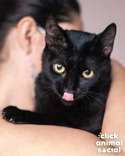 Gato ra a Srd idade 1 ano nome Petunia