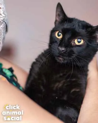 Gato ra a Srd idade 1 ano nome Petunia
