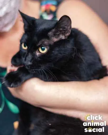 Gato ra a Srd idade 1 ano nome Petunia