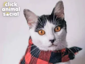 Gato raça Sdr idade 7 a 11 meses nome Brad