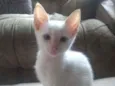 Gatinhos