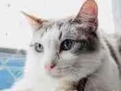Gato raça Srd idade 1 ano nome Cristal