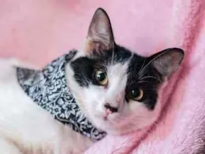 Gato raça Sdr idade 7 a 11 meses nome John 