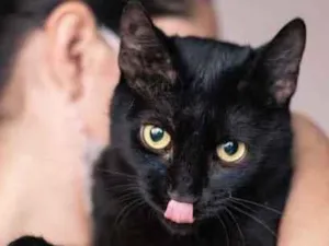 Gato raça Srd idade 1 ano nome Petunia