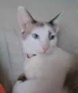 Dudu 