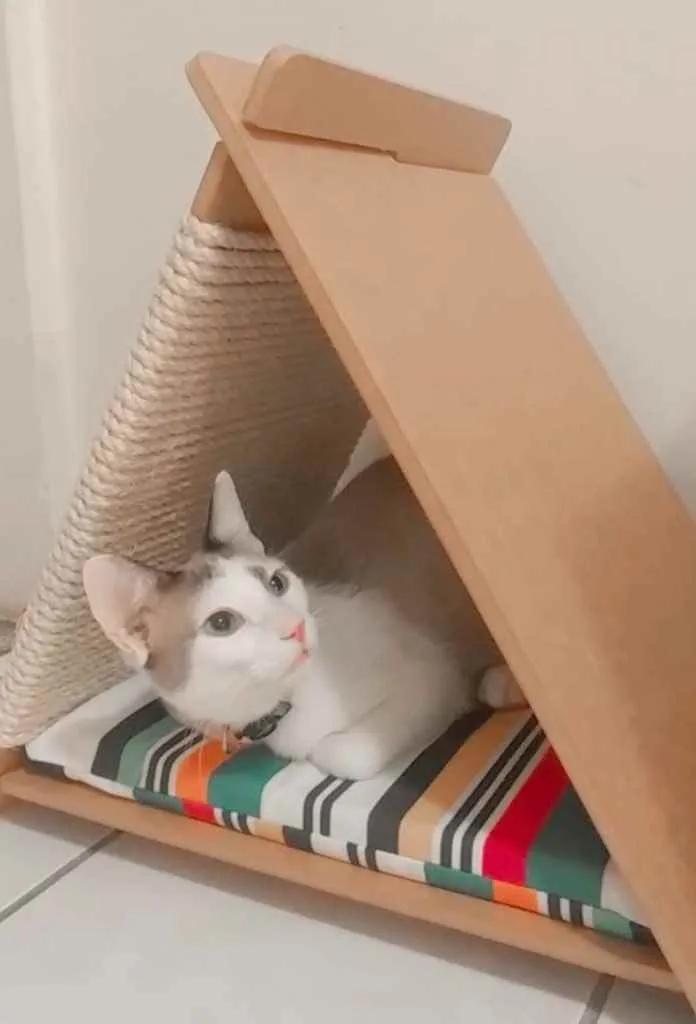 Gato ra a Mestiço  idade 2 a 6 meses nome Dudu 