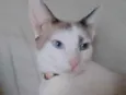 Dudu 