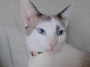 Gato raça Mestiço  idade 2 a 6 meses nome Dudu 