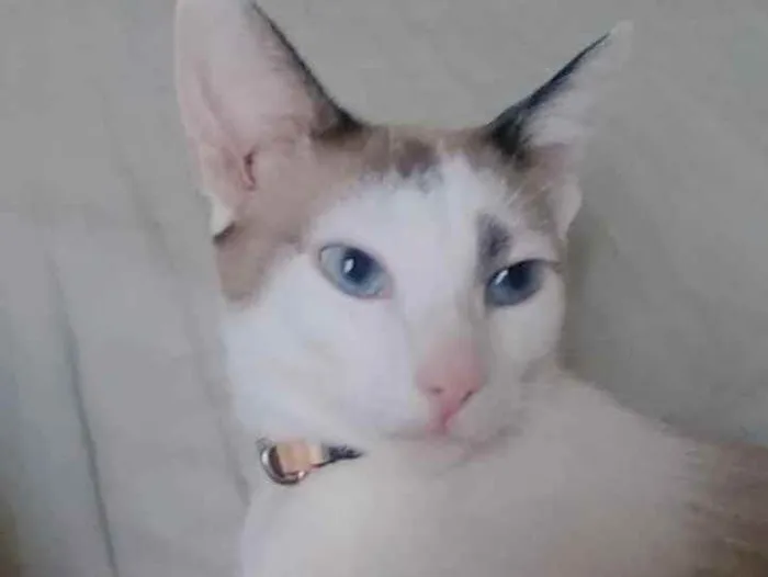 Gato ra a Mestiço  idade 2 a 6 meses nome Dudu 