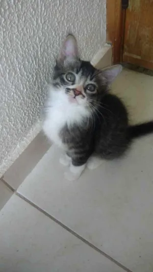 Gato raça Srd idade 2 a 6 meses nome Léo bebê lindo 