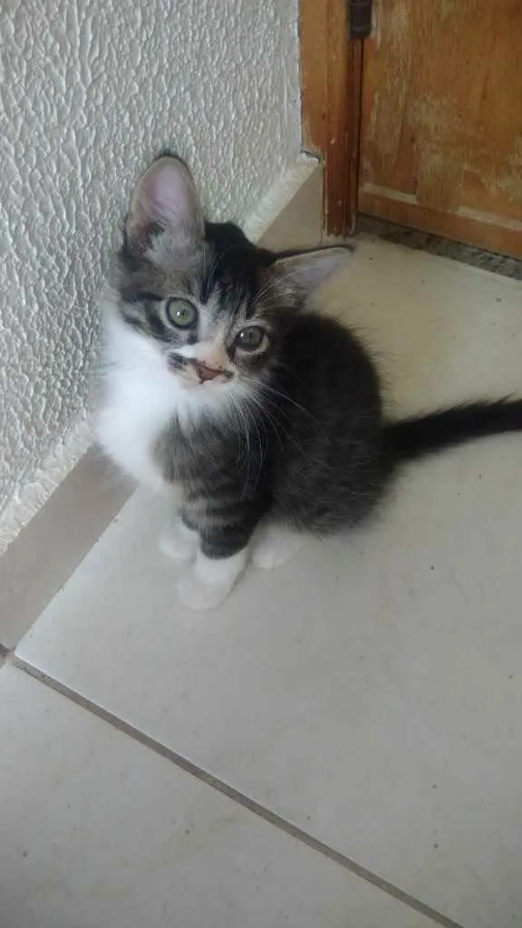 Gato raça Srd idade 2 a 6 meses nome Léo bebê lindo 
