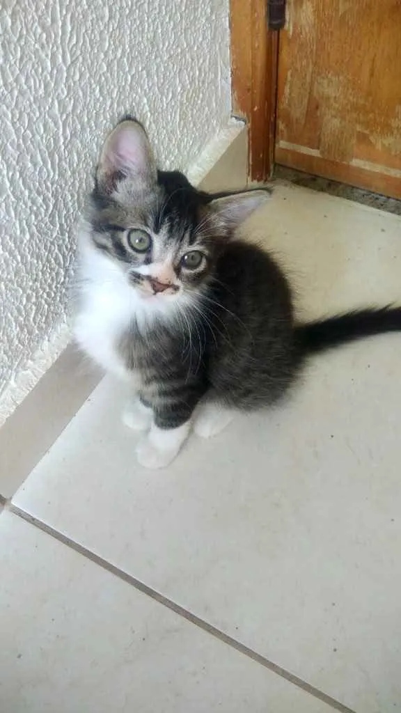 Gato raça Srd idade 2 a 6 meses nome Léo bebê lindo 