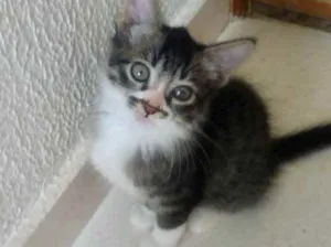 Gato raça Srd idade 2 a 6 meses nome Léo bebê lindo 
