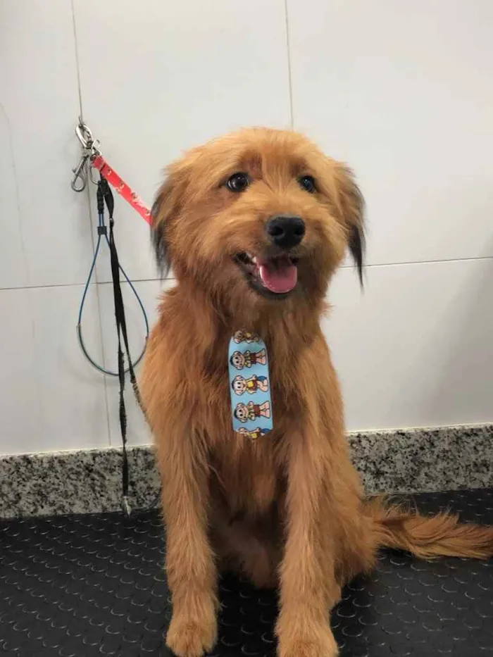 Cachorro ra a Yorkshire terrier mix médio  idade 7 a 11 meses nome Bethoven 