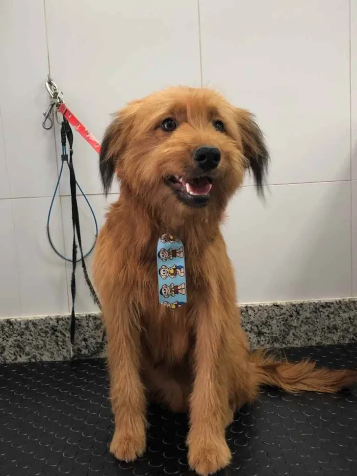 Cachorro ra a Yorkshire terrier mix médio  idade 7 a 11 meses nome Bethoven 