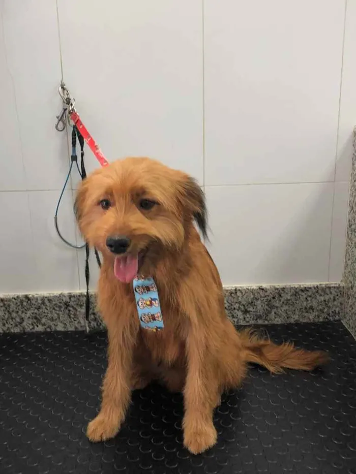 Cachorro ra a Yorkshire terrier mix médio  idade 7 a 11 meses nome Bethoven 