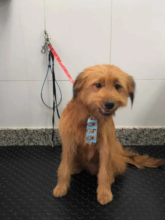 Cachorro ra a Yorkshire terrier mix médio  idade 7 a 11 meses nome Bethoven 