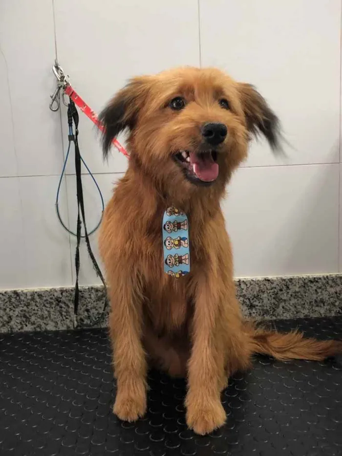 Cachorro ra a Yorkshire terrier mix médio  idade 7 a 11 meses nome Bethoven 