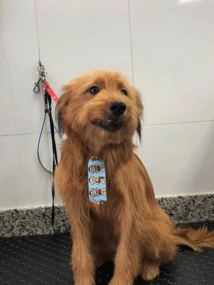 Cachorro ra a Yorkshire terrier mix médio  idade 7 a 11 meses nome Bethoven 