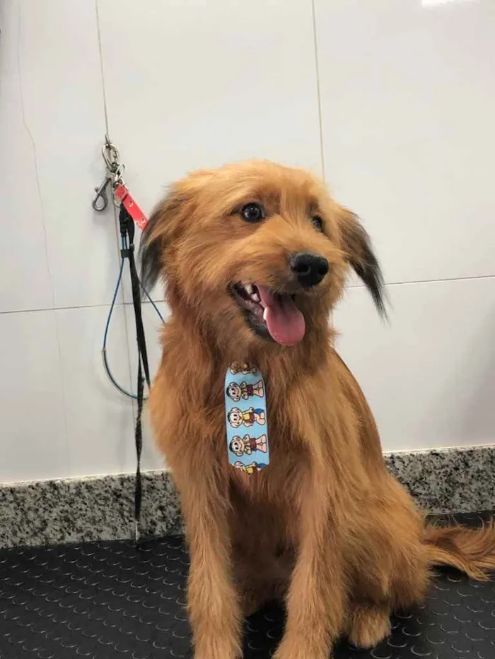 Cachorro ra a Yorkshire terrier mix médio  idade 7 a 11 meses nome Bethoven 