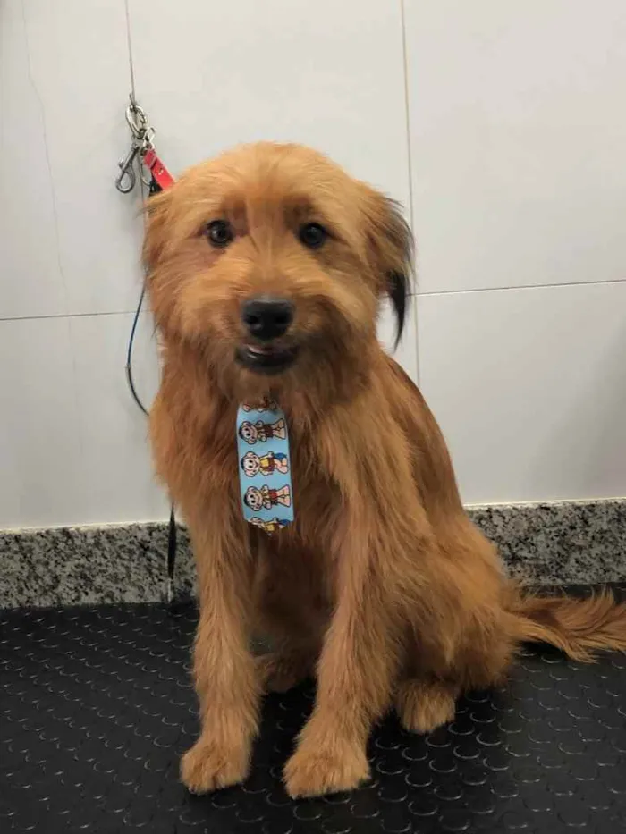 Cachorro ra a Yorkshire terrier mix médio  idade 7 a 11 meses nome Bethoven 