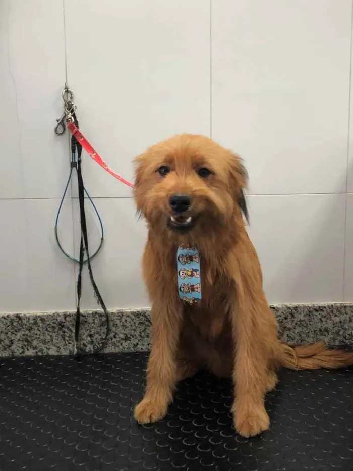 Cachorro ra a Yorkshire terrier mix médio  idade 7 a 11 meses nome Bethoven 