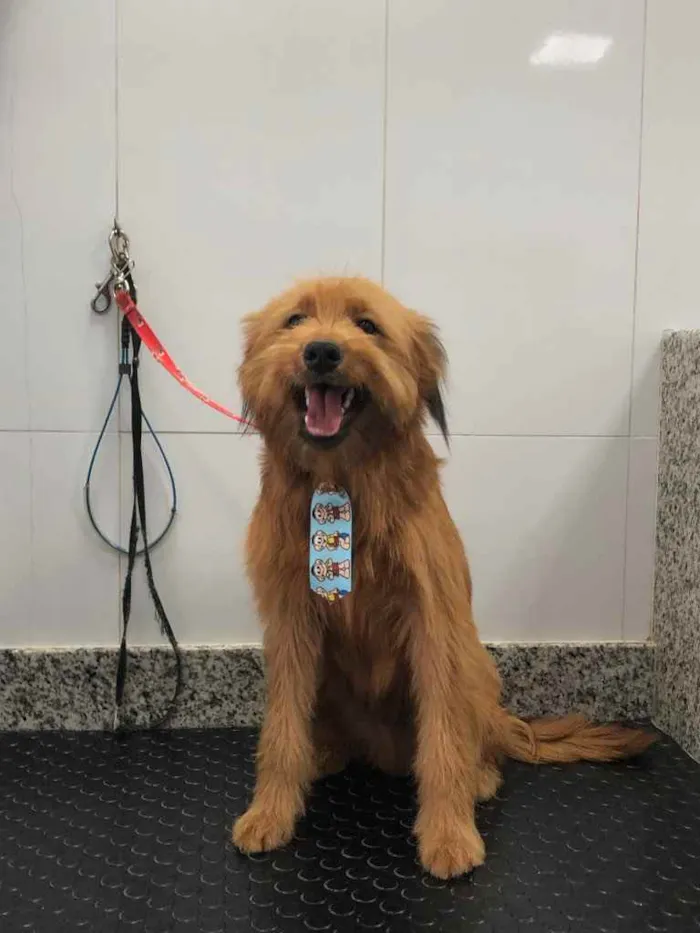 Cachorro ra a Yorkshire terrier mix médio  idade 7 a 11 meses nome Bethoven 