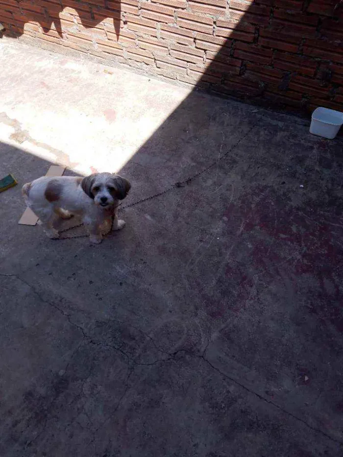 Cachorro ra a Schutz idade 5 anos nome Nina