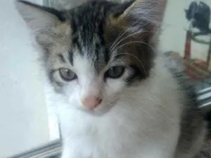 Gato raça Srd idade 2 a 6 meses nome Ágatha bebê linda 
