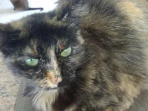 Gato raça Srd idade 7 a 11 meses nome Frufru linda gatinha