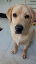 Cachorro raça Labrador idade 7 a 11 meses nome Irineu jack 