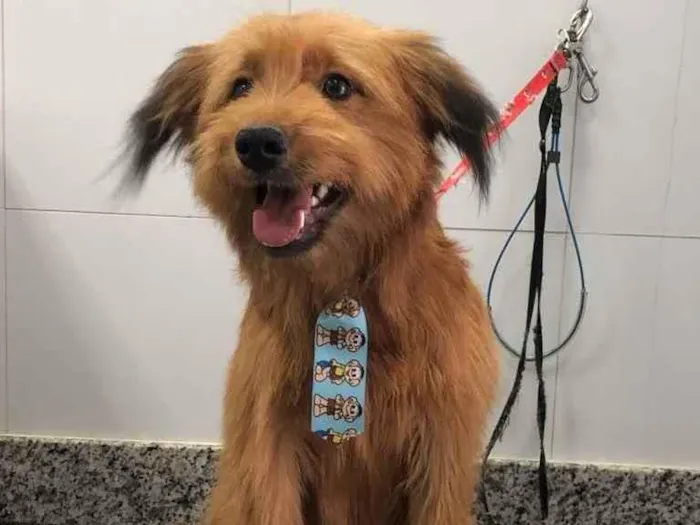 Cachorro ra a Yorkshire terrier mix médio  idade 7 a 11 meses nome Bethoven 