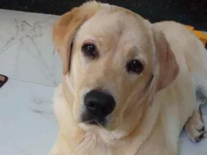 Cachorro raça Labrador idade 7 a 11 meses nome Irineu jack 
